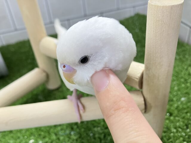 ✨最新画像✨ｽﾗ~🎐 将来は素麺になること…？！🤍⟡.*🍃セキセイインコ(ダブルファクター白/2025年8月生まれ)