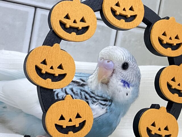 青空ユカイに☁飛び立てJET✈️💨セキセイインコ(ブルーパイド/2025年8月下旬生まれ)