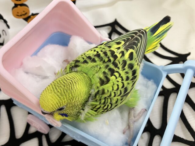セキセイインコ