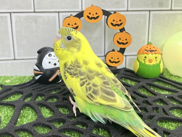 セキセイインコ