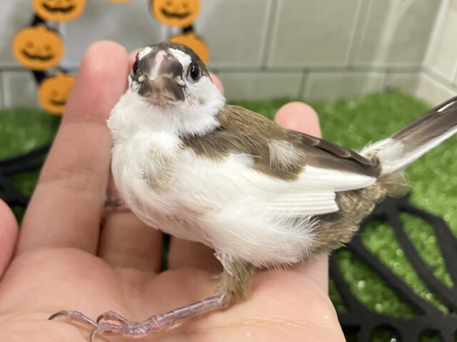 十姉妹（ジュウシマツ）