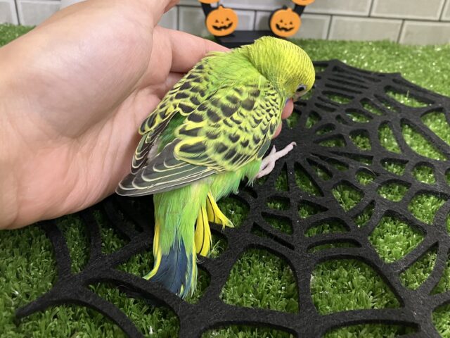 セキセイインコ