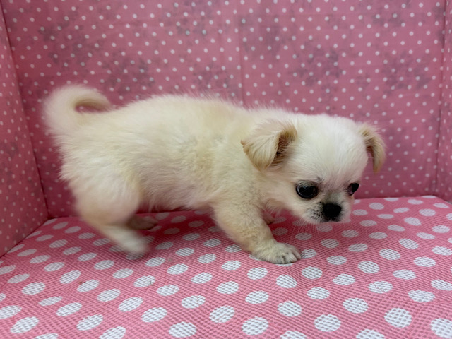 チワペキ（ペキチー、ペキチワ）