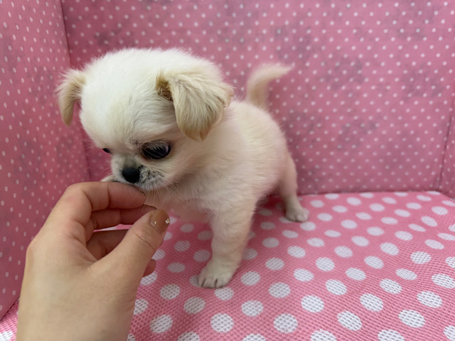 チワペキ（ペキチー、ペキチワ）