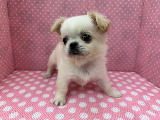 チワペキ（ペキチー、ペキチワ）