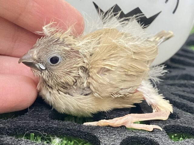 錦花鳥（キンカチョウ）