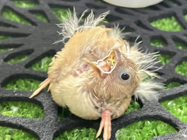 錦花鳥（キンカチョウ）