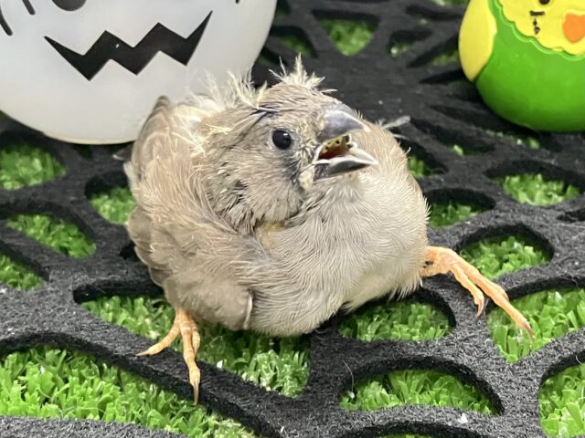 錦花鳥（キンカチョウ）