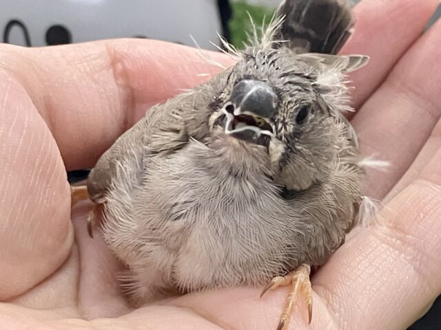 錦花鳥（キンカチョウ）