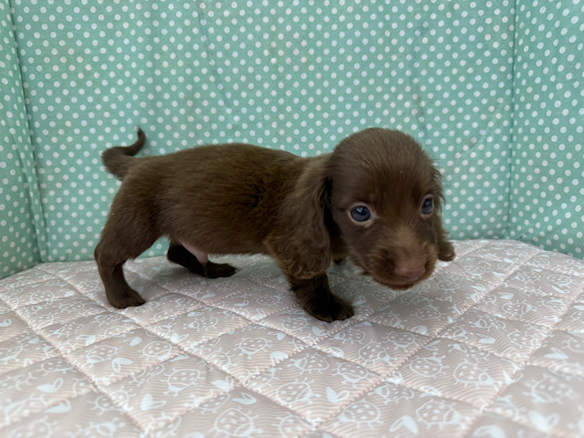 ミニチュアダックス