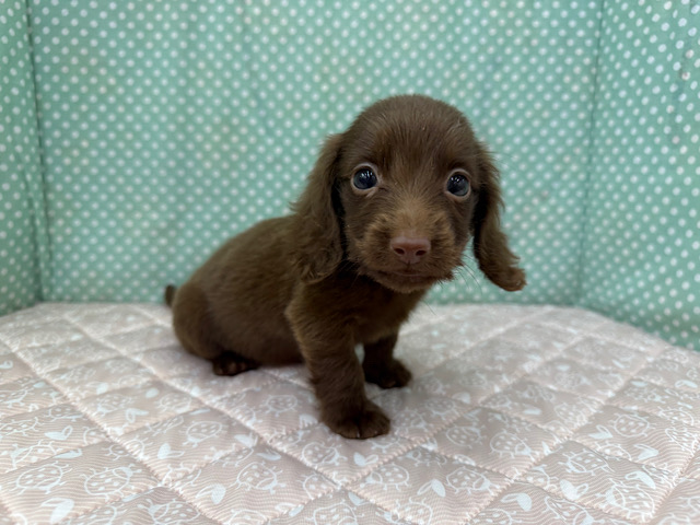 ミニチュアダックス