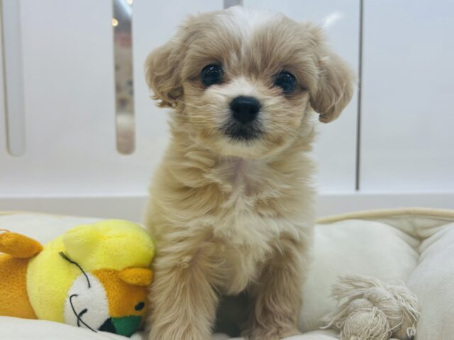 夢にお邪魔してもいい♡？ミックス犬ちゃん(トイプードル×ペキニーズ)