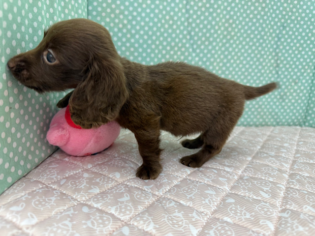 ミニチュアダックス