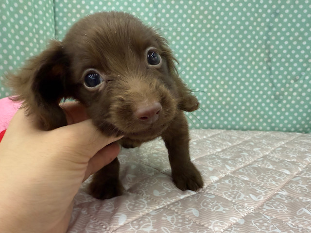 ミニチュアダックス