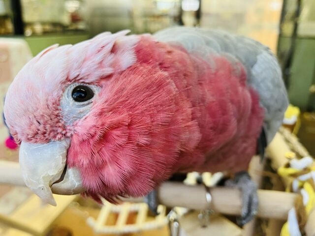 モモイロインコ
