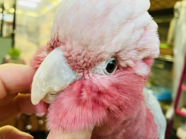 満開の愛嬌🌸♥︎︎∗︎*ﾟ宇宙イチ❢❢ベタなれモモイロインコちゃん💟