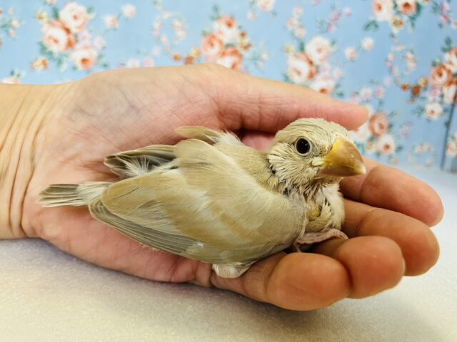 ■■■ 文鳥 ■■■