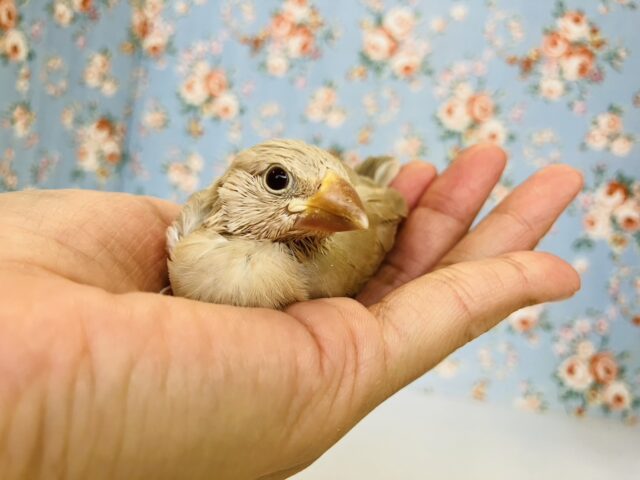 ■■■ 文鳥 ■■■