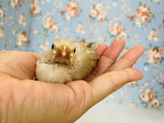 ■■■ 文鳥 ■■■