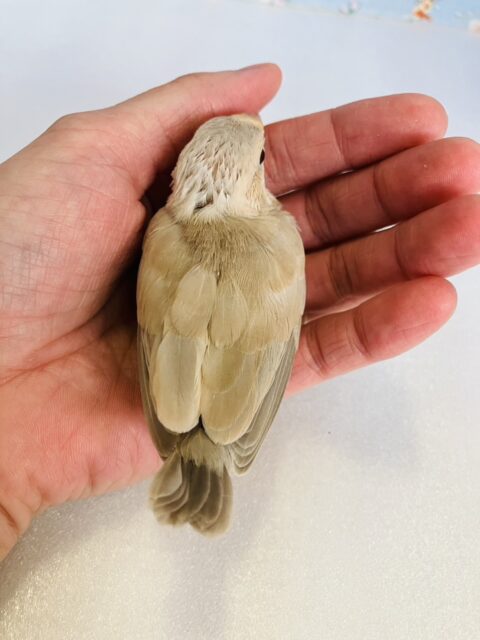 ■■■ 文鳥 ■■■