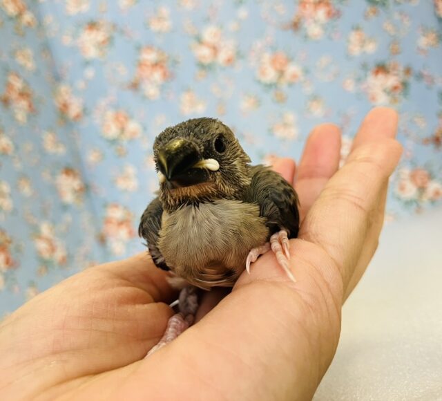 ■■■ 文鳥 ■■■