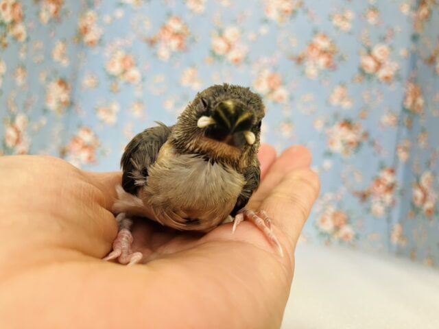 ■■■ 文鳥 ■■■