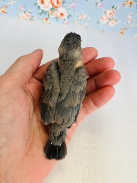 ■■■ 文鳥 ■■■