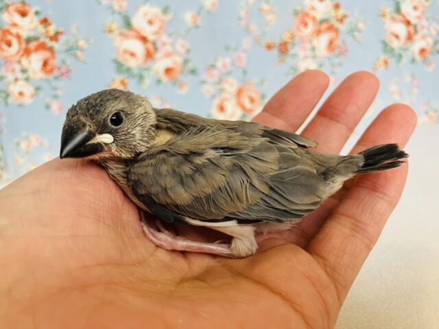 ■■■ 文鳥 ■■■