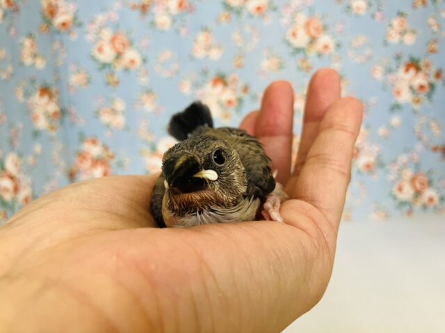 ■■■ 文鳥 ■■■