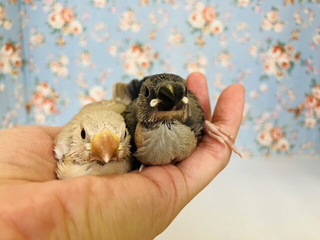 ■■■ 文鳥 ■■■