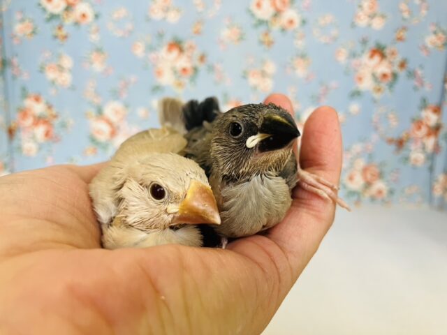 秋うらら🤎🍂シナモン文鳥さん桜文鳥さんヒナちゃん入舎です❢❢