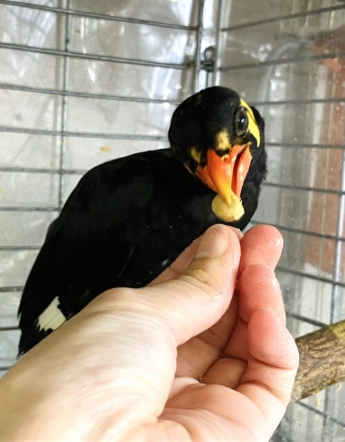 九官鳥（キュウカンチョウ）