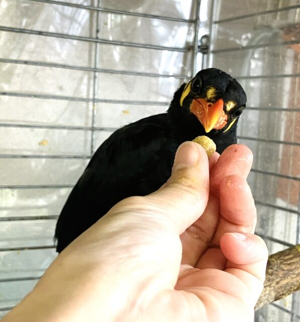 九官鳥（キュウカンチョウ）