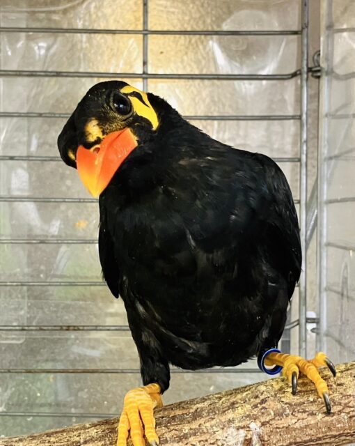 九官鳥（キュウカンチョウ）