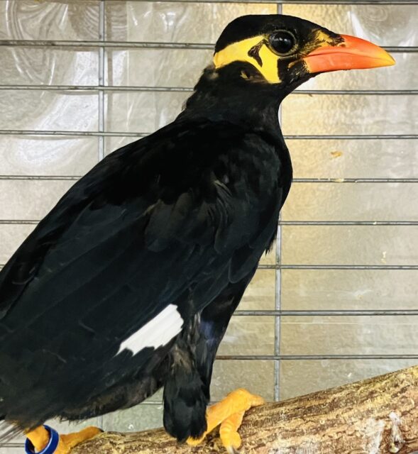 九官鳥（キュウカンチョウ）