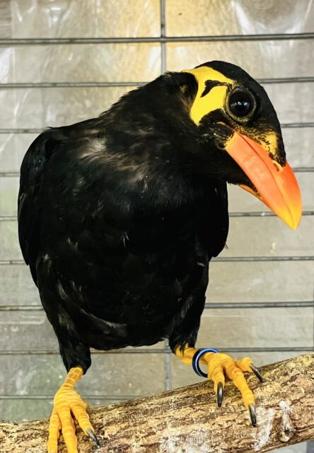 こんにちは🌼九官鳥のキュ~ちゃんです❢❢いっぱいお話してね♬*