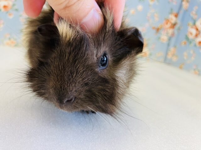 アビシニアンモルモット