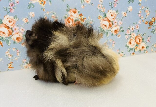 アビシニアンモルモット