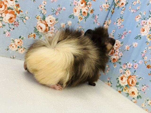 アビシニアンモルモット