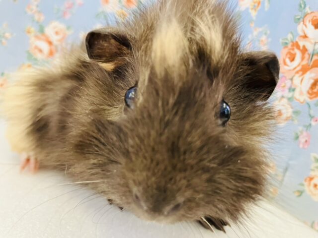 アビシニアンモルモット