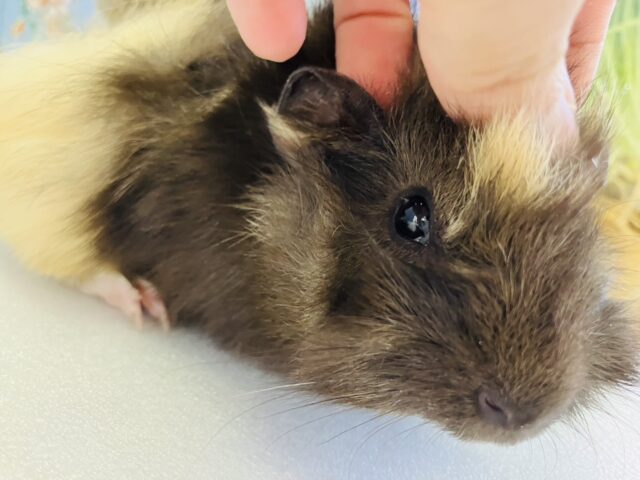 アビシニアンモルモット