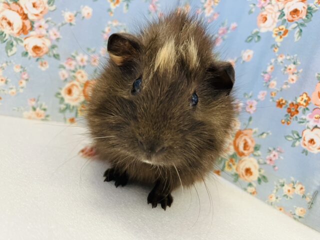 アビシニアンモルモット