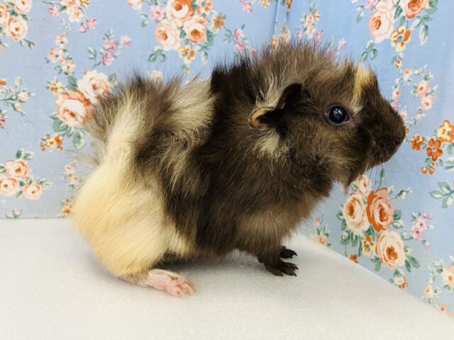 アビシニアンモルモット