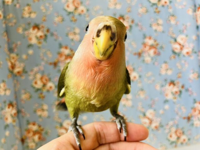 人が大~好き❢❢*ˊᵕˋいっぱい遊んでね♩❤︎イチオシコザクラちゃん🦜🐾