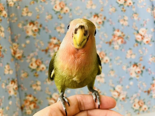 コザクラインコ（小桜インコ）