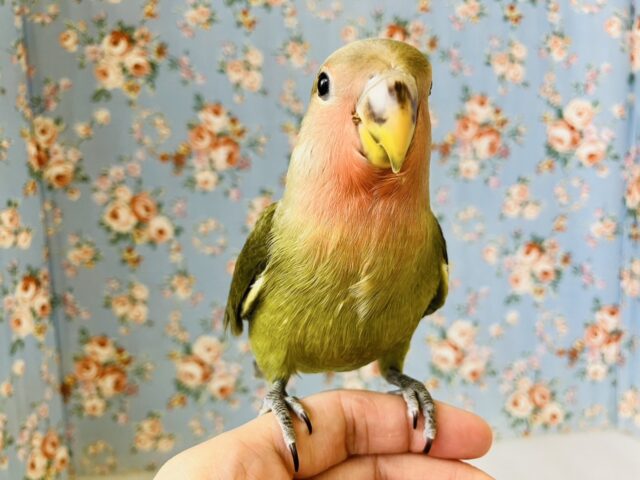 コザクラインコ（小桜インコ）