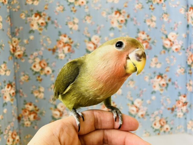 コザクラインコ（小桜インコ）