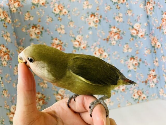コザクラインコ（小桜インコ）