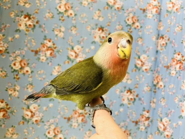 コザクラインコ（小桜インコ）