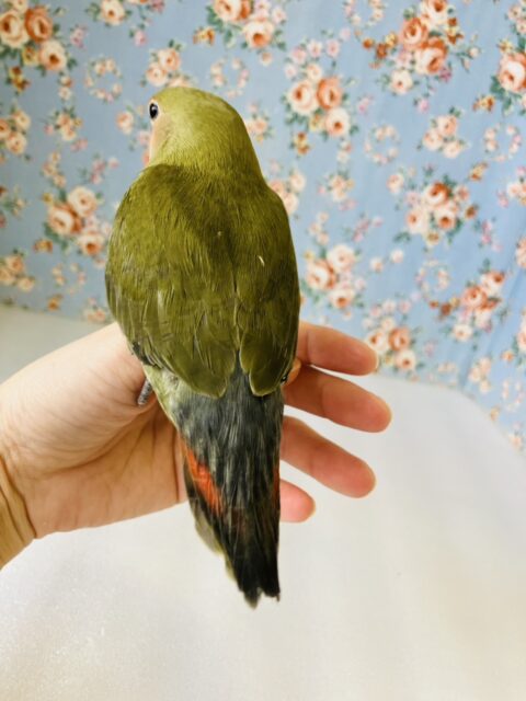 コザクラインコ（小桜インコ）